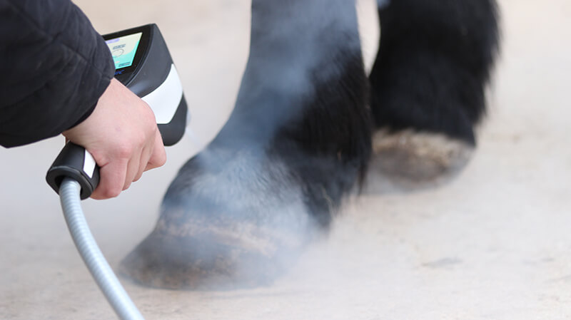 cavalo-cryoscreen-cryovet-aplicacao-pata2