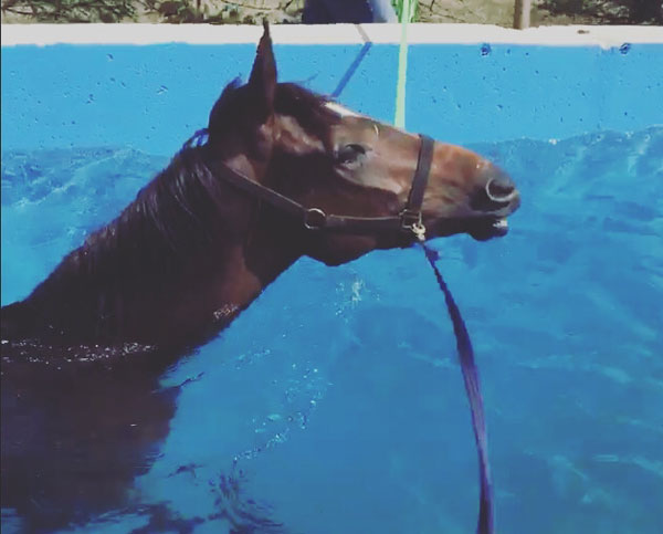 horse equine swimming pool Equine Hydrotherapy Pool