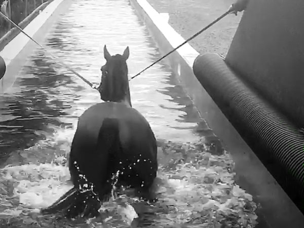 horse swimming pool