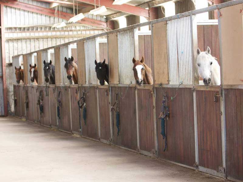 kilbrein equine rehabilitation kilbrein equine rehabilitation