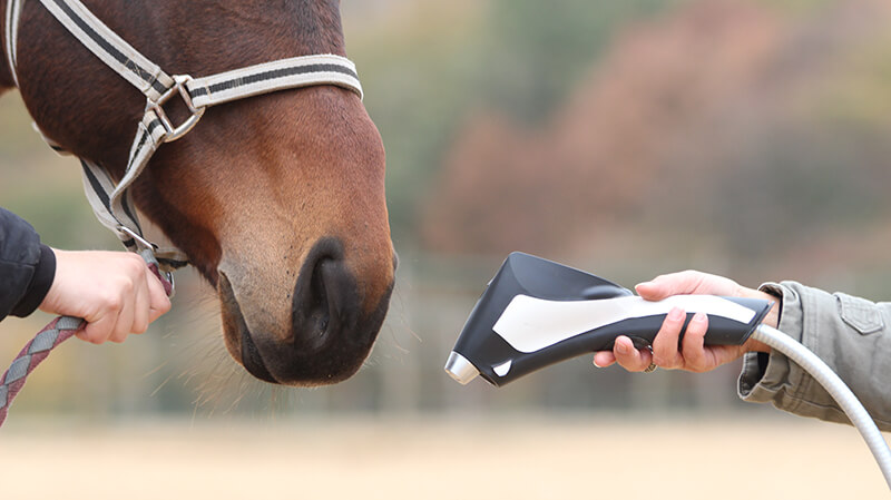 cavalo-cryoscreen-cryovet-aplicacao