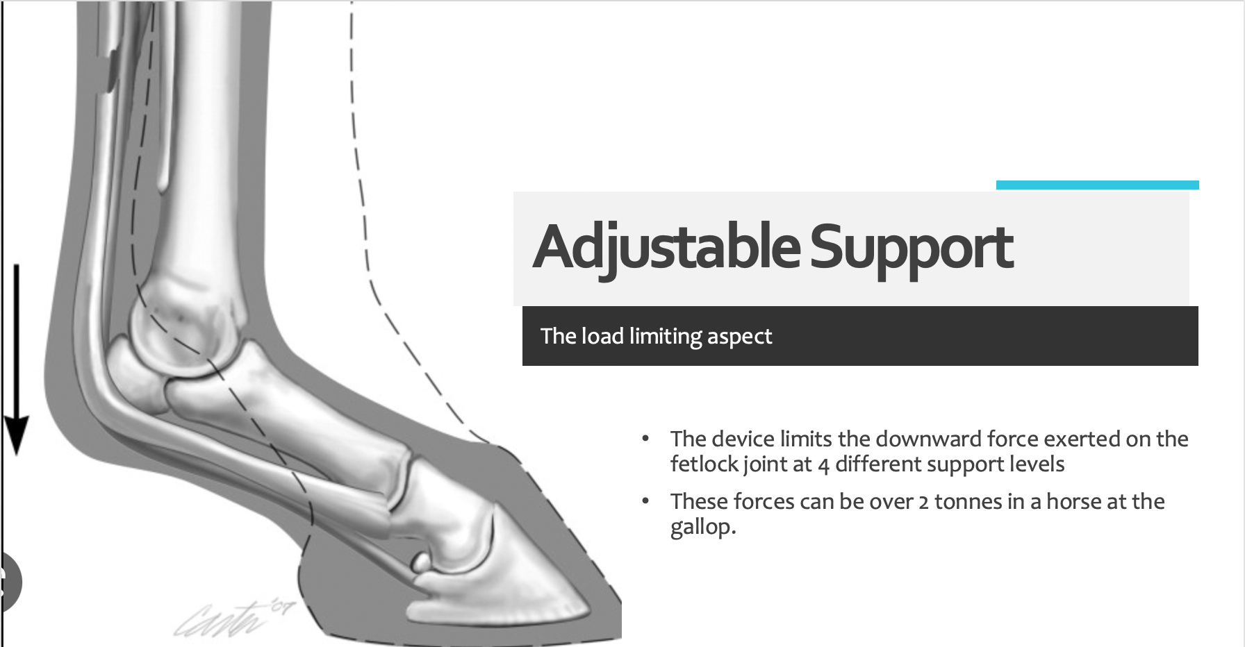 Equestride DSS Adjustable Support